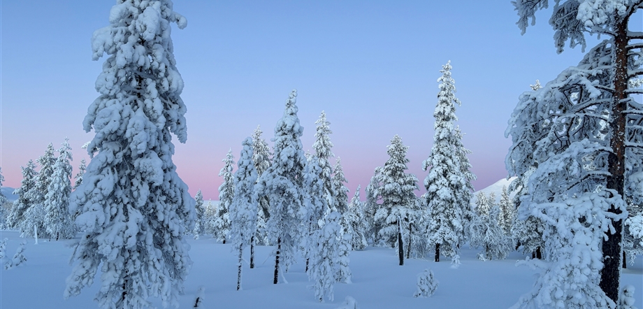 Deep snow taiga by Mark Champagne